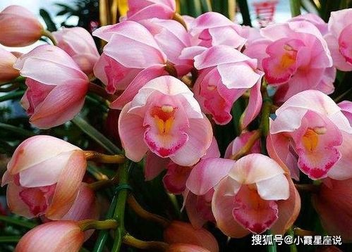 萬丈光芒，良緣入懷 未來一個(gè)月感情與工作的新啟程